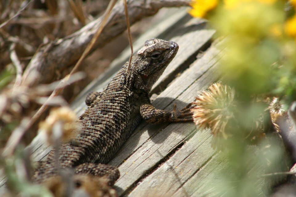 Wildlife outdoors lizard