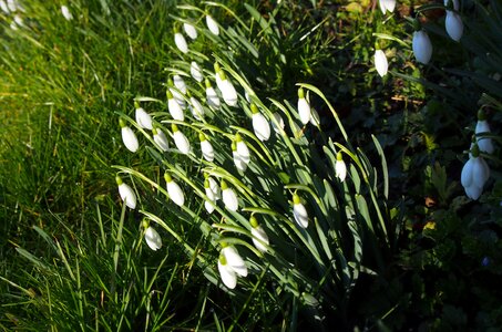 Meadow spring snowdrops