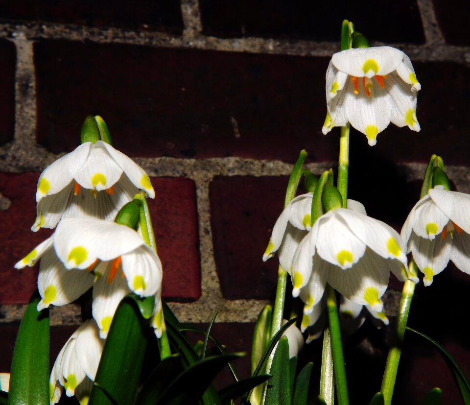 Hauswand large snowdrop amaryllidaceae