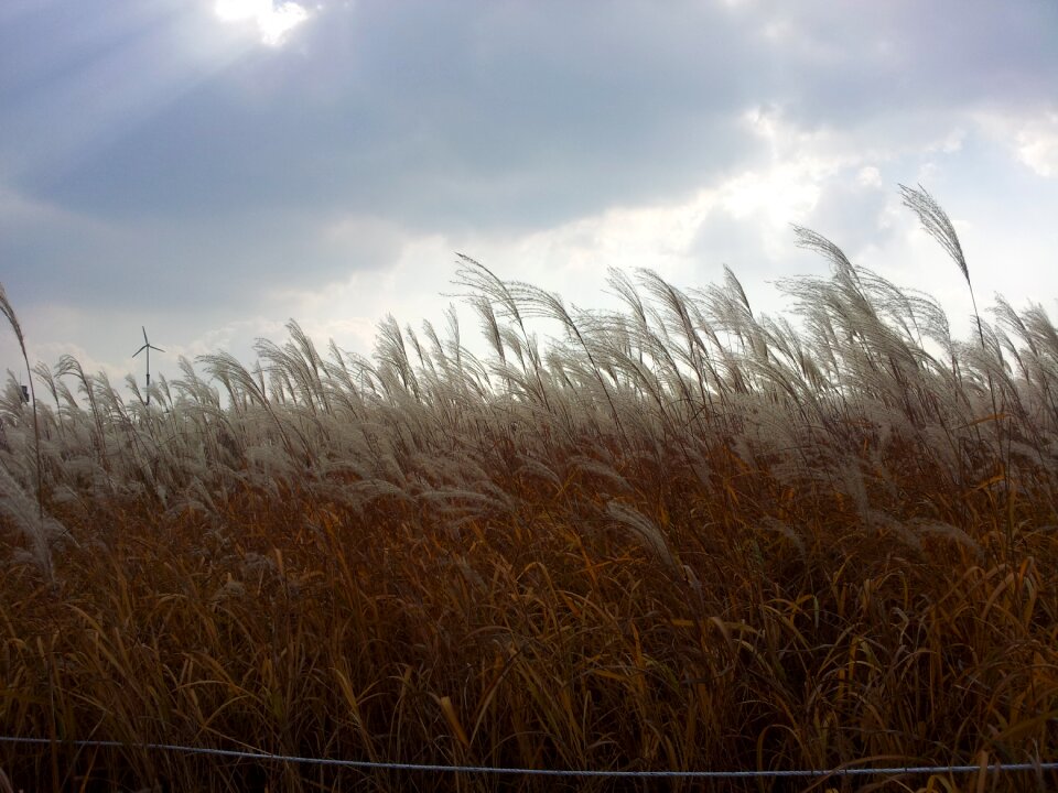 Sky park silver grass wind