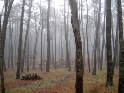 Jeju island forest wood