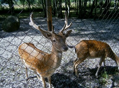 Wildlife jelinek roe