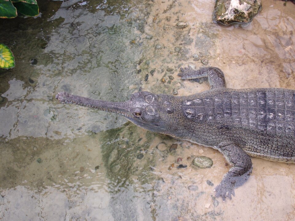 Crocodile water thrill