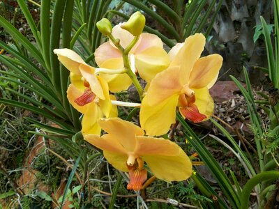 Orchid flowers nature