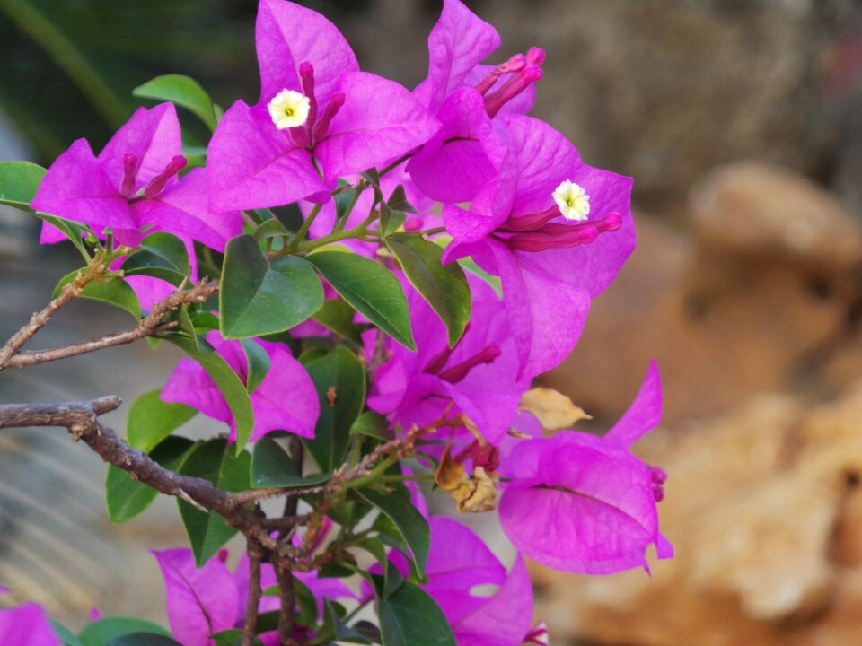 Flower purple nature photo