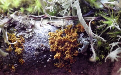 Hammer shield macro moss photo