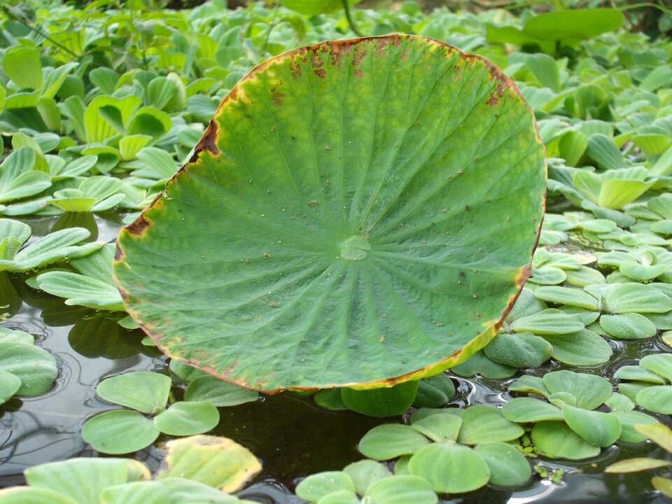 Water flower nature