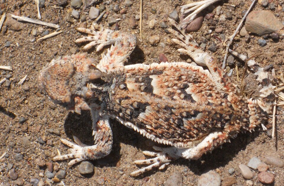 Phrynosoma horned lizard desert