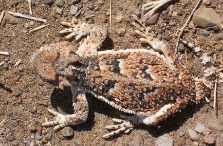 Phrynosoma horned lizard desert photo