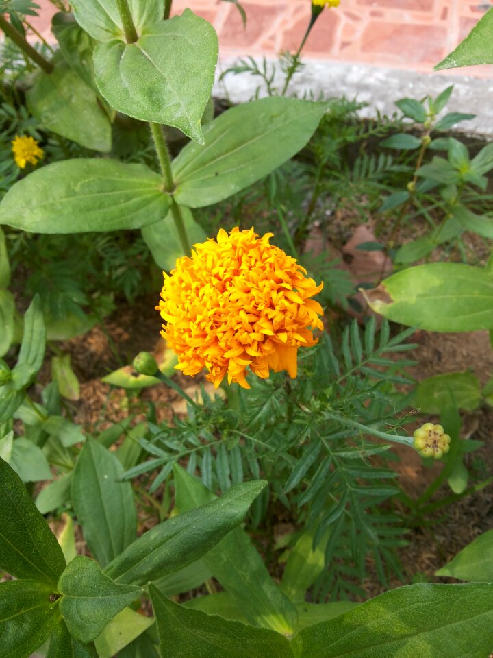 Marigold flowers nature