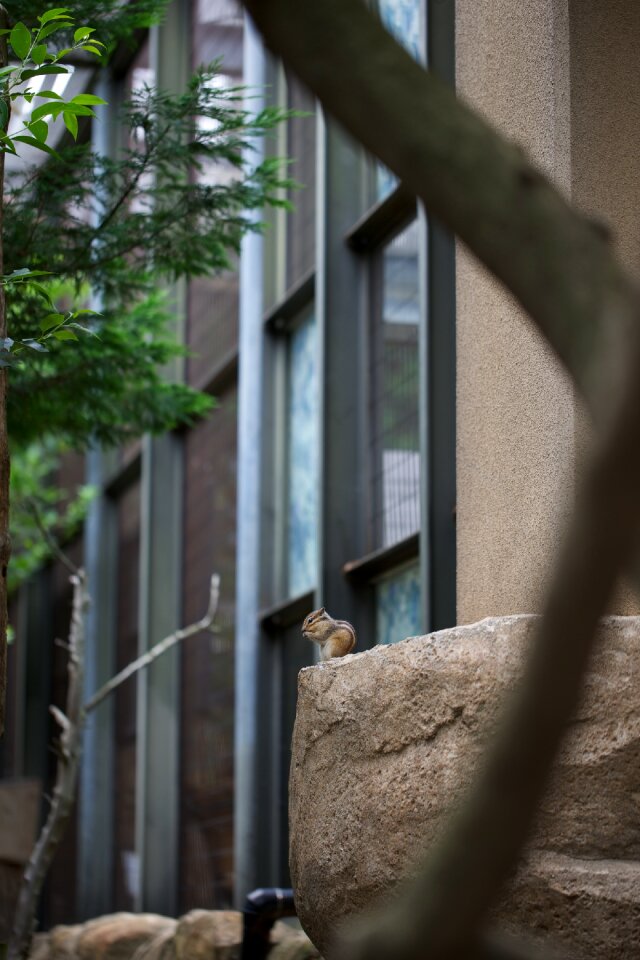 Squirrel zoo animal