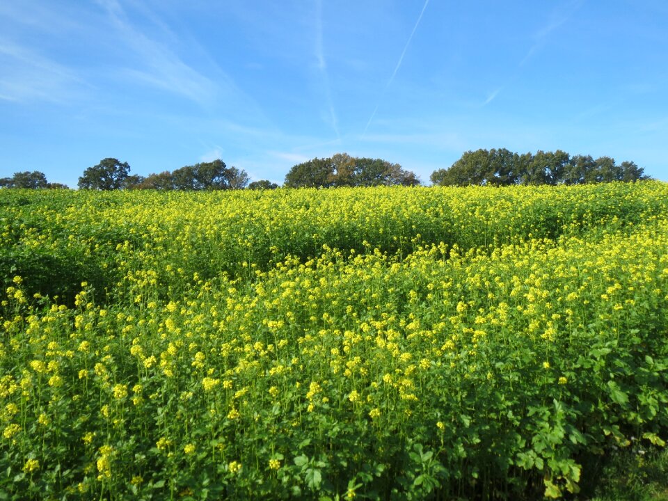 Green south limburg yellow flowers