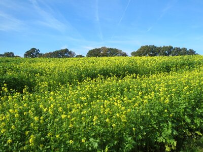 Green south limburg yellow flowers