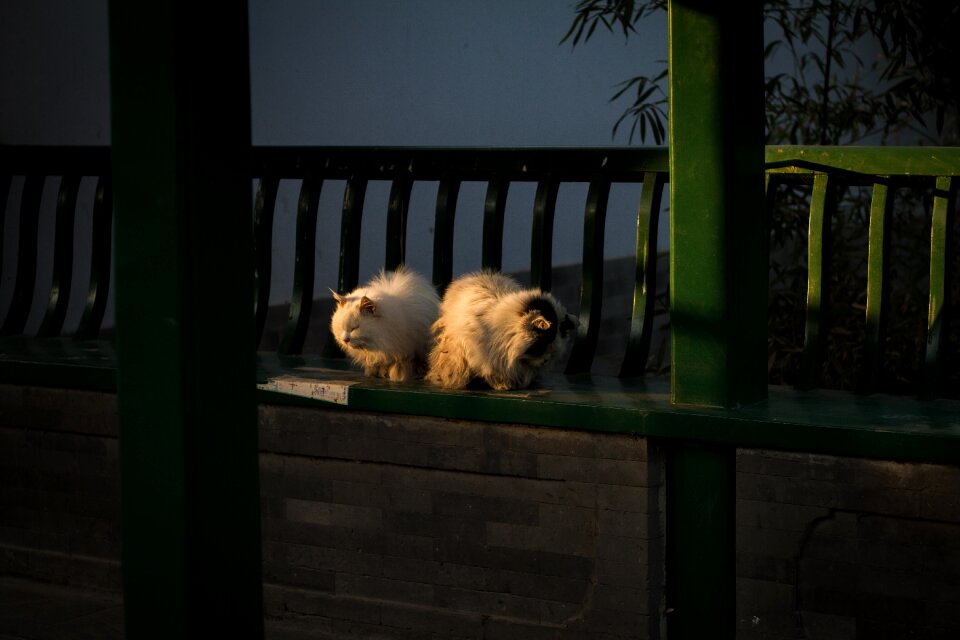Cat zhongshan park beijing