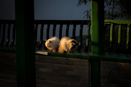 Cat zhongshan park beijing