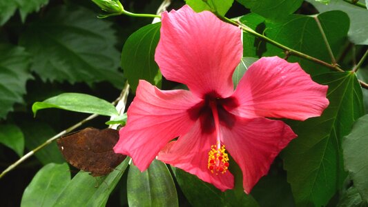 Exotic tropical plant