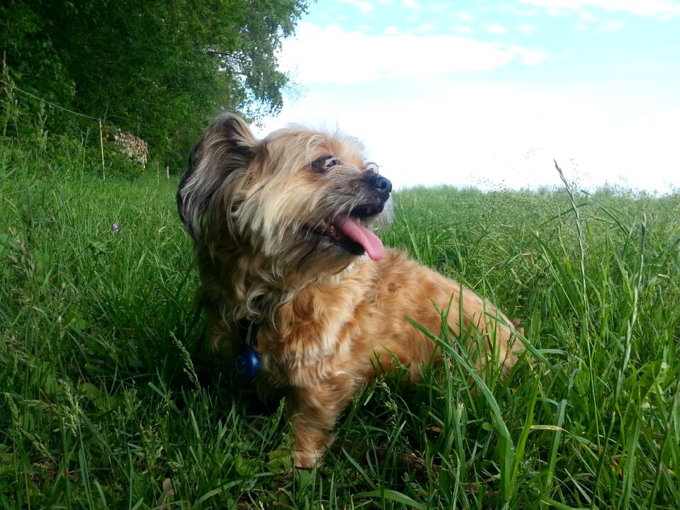 Dog dog on meadow hybrid