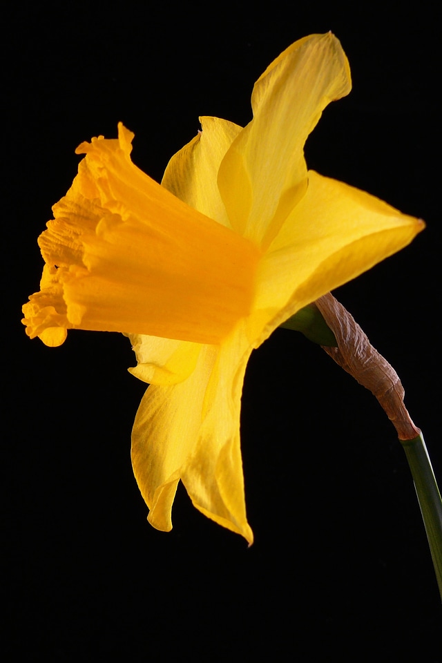 Nature spring yellow
