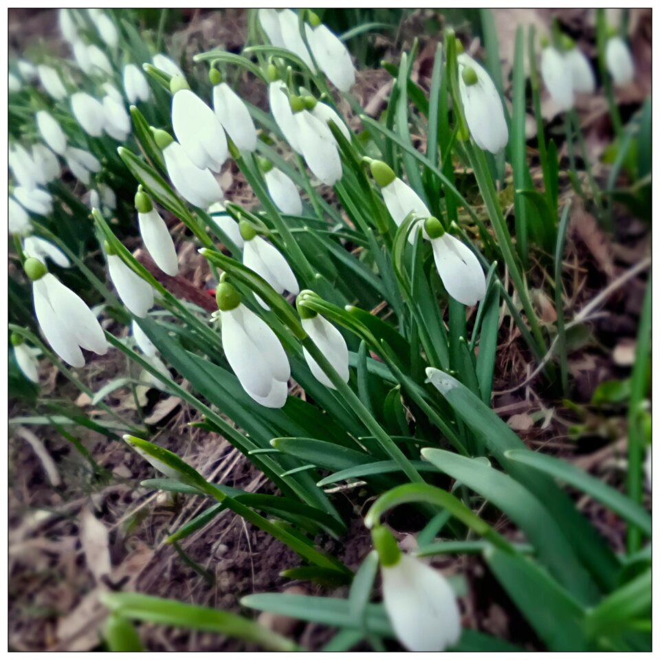 Snowdrop spring plants