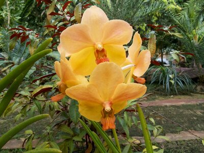 Orchid flowers nature