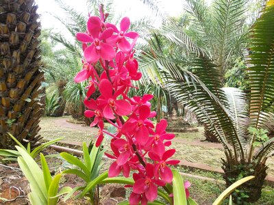 Orchid flowers nature