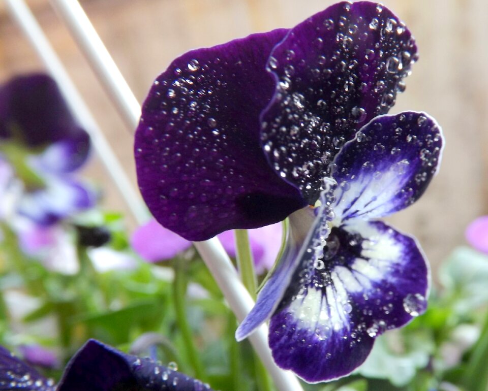 Petals violet rain