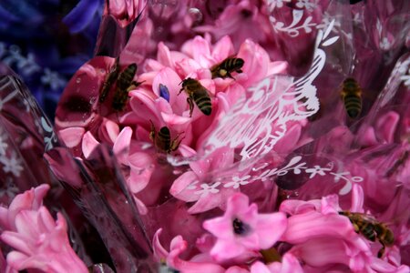 Bee pink petals photo