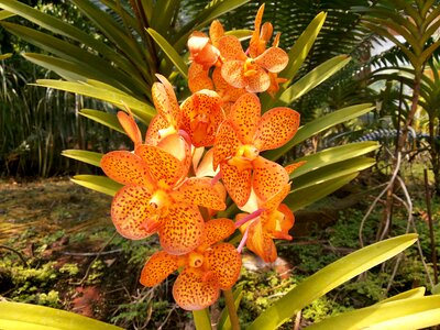 Orchid flowers nature