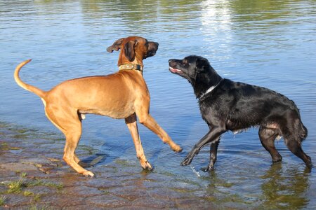 Dogs water play photo
