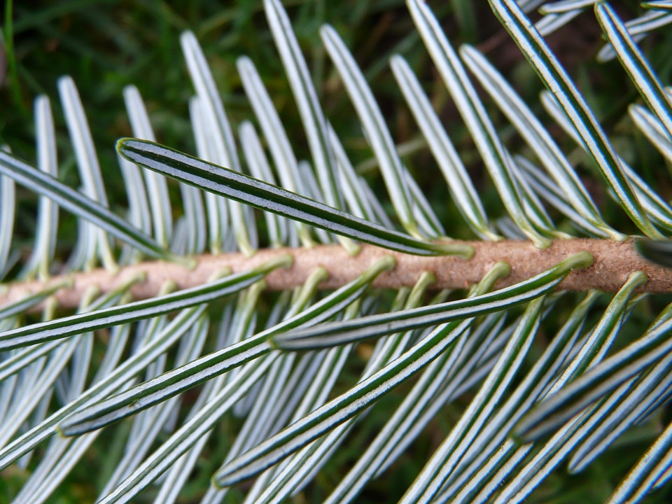 Silver fir white fir abies
