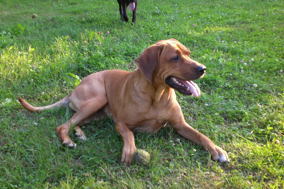 Dog brown attention