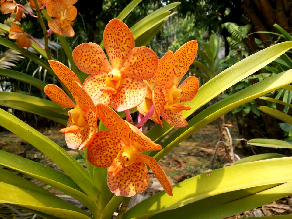 Orchid flowers nature