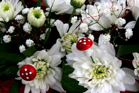 Mushroom white spring