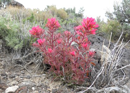 Red desert wildflower photo