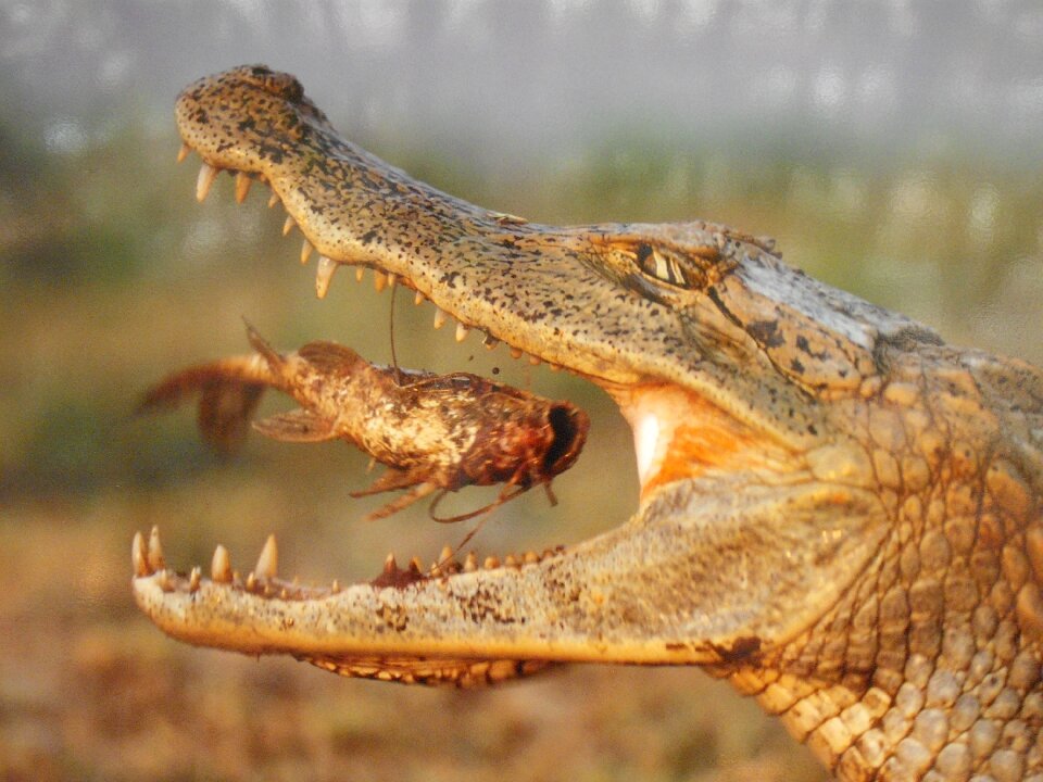 Animal eaten crocodile