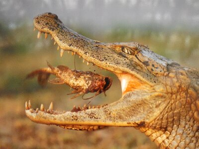 Animal eaten crocodile photo
