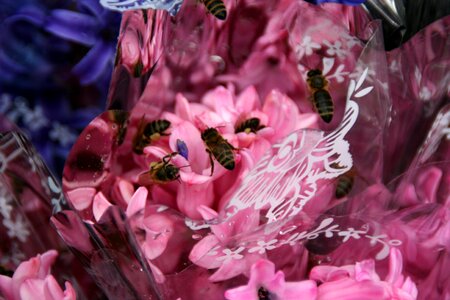 Bee pink petals