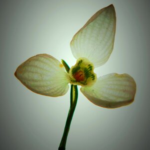 Snowdrop spring from below