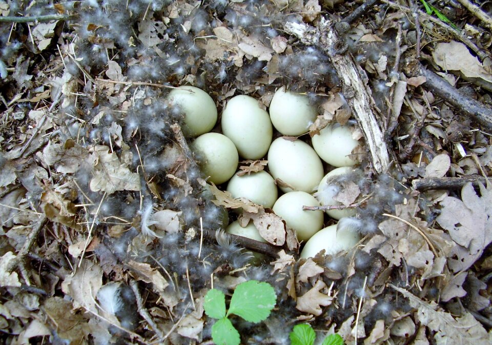Duck's egg spring nature