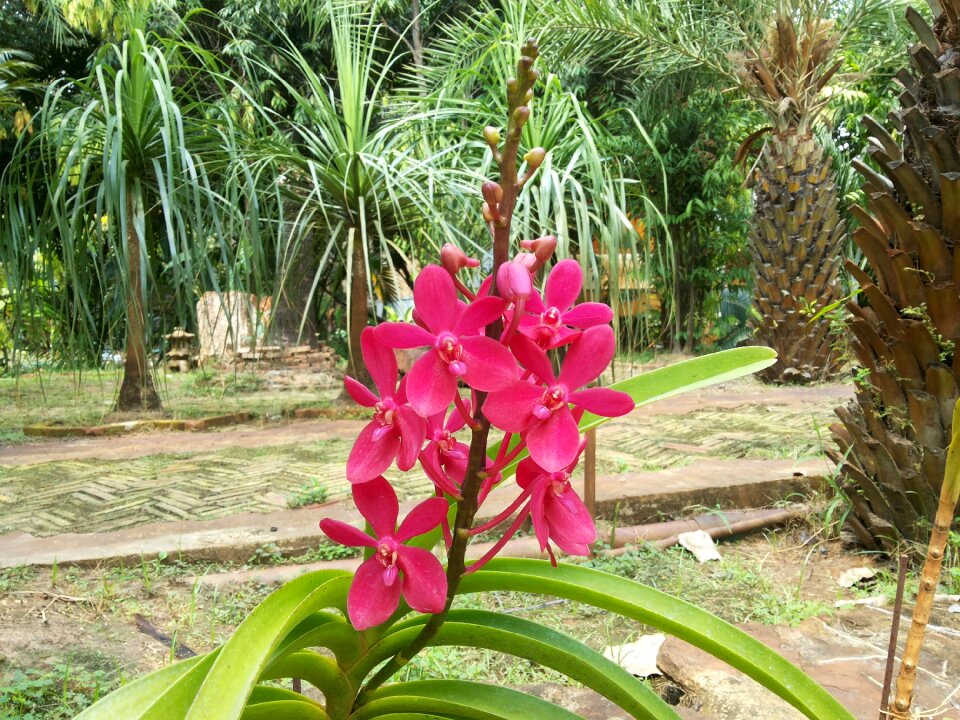 Orchid flowers nature