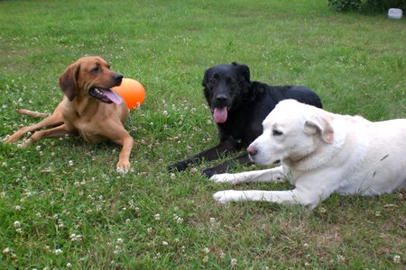 Dogs black brown white