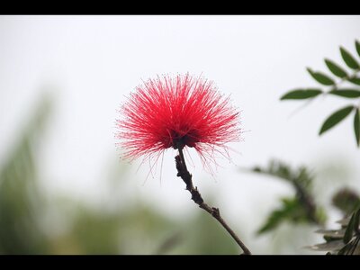 Tropical flowers exotic flower tropical