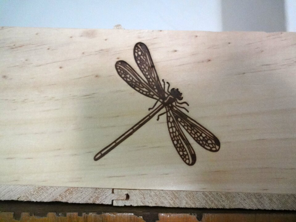 Insect dragonfly wood