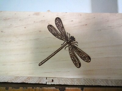 Insect dragonfly wood
