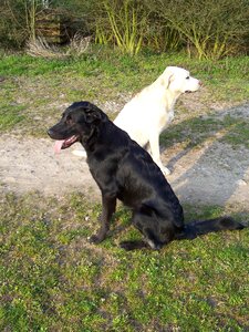 Dogs black white