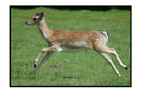 Wild mammal animal
