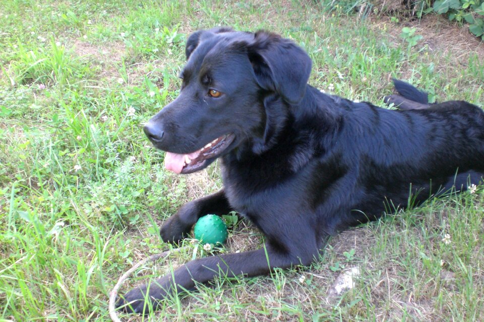 Dog play ball