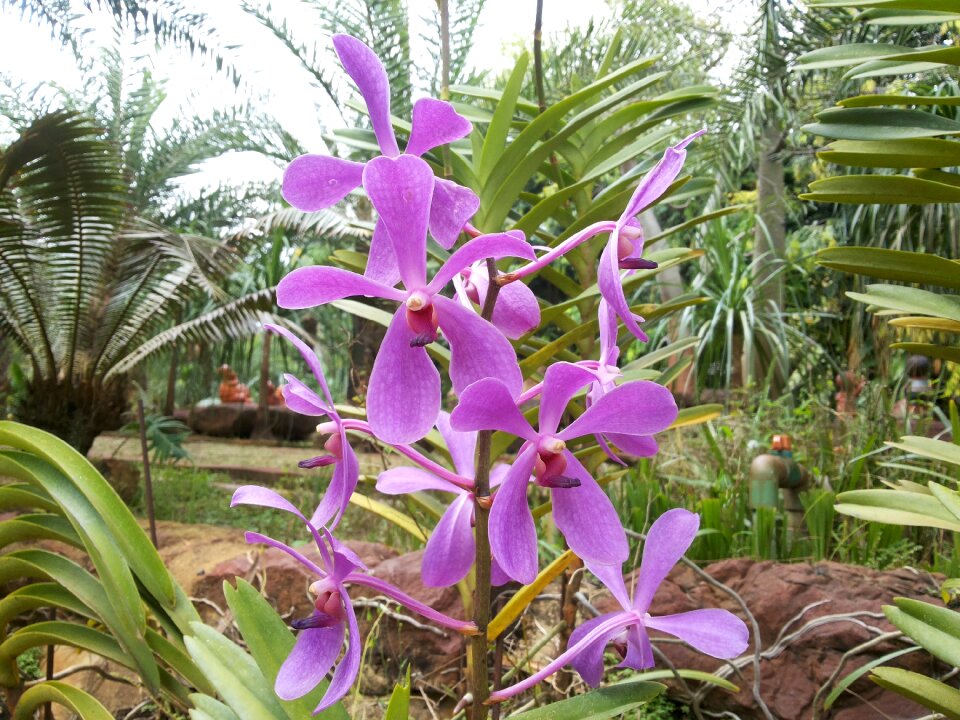 Orchid flowers nature