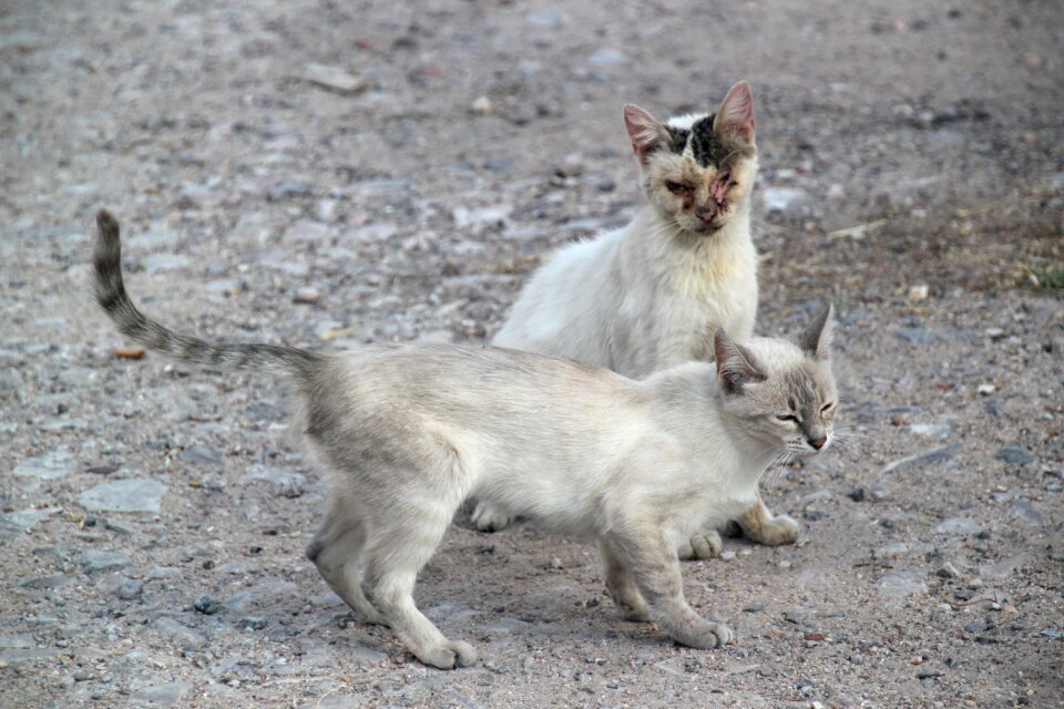 Stray cat animal feline