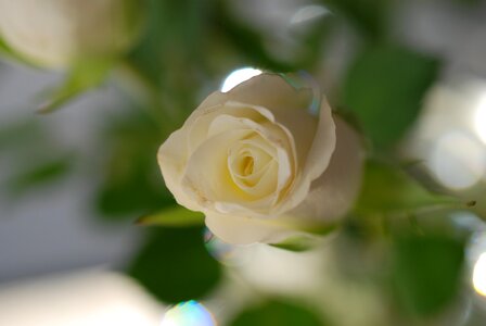 Shrub rose button green photo